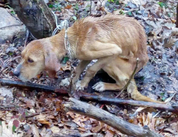Βρήκαν σκελετωμένο σκύλο δεμένο σε δέντρο στην Πιερία – Ήταν εκεί πάνω από 15 μέρες, ειδήσεις από την ελλάδα, ειδησεις τωρα ελλαδα, τα τελευταια νεα τωρα, τηλεοραση, live tv, live streaming, web tv